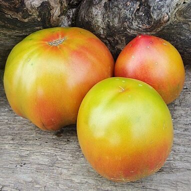 Ohtirskas vasaras raibums (Охтирська веснянка) 